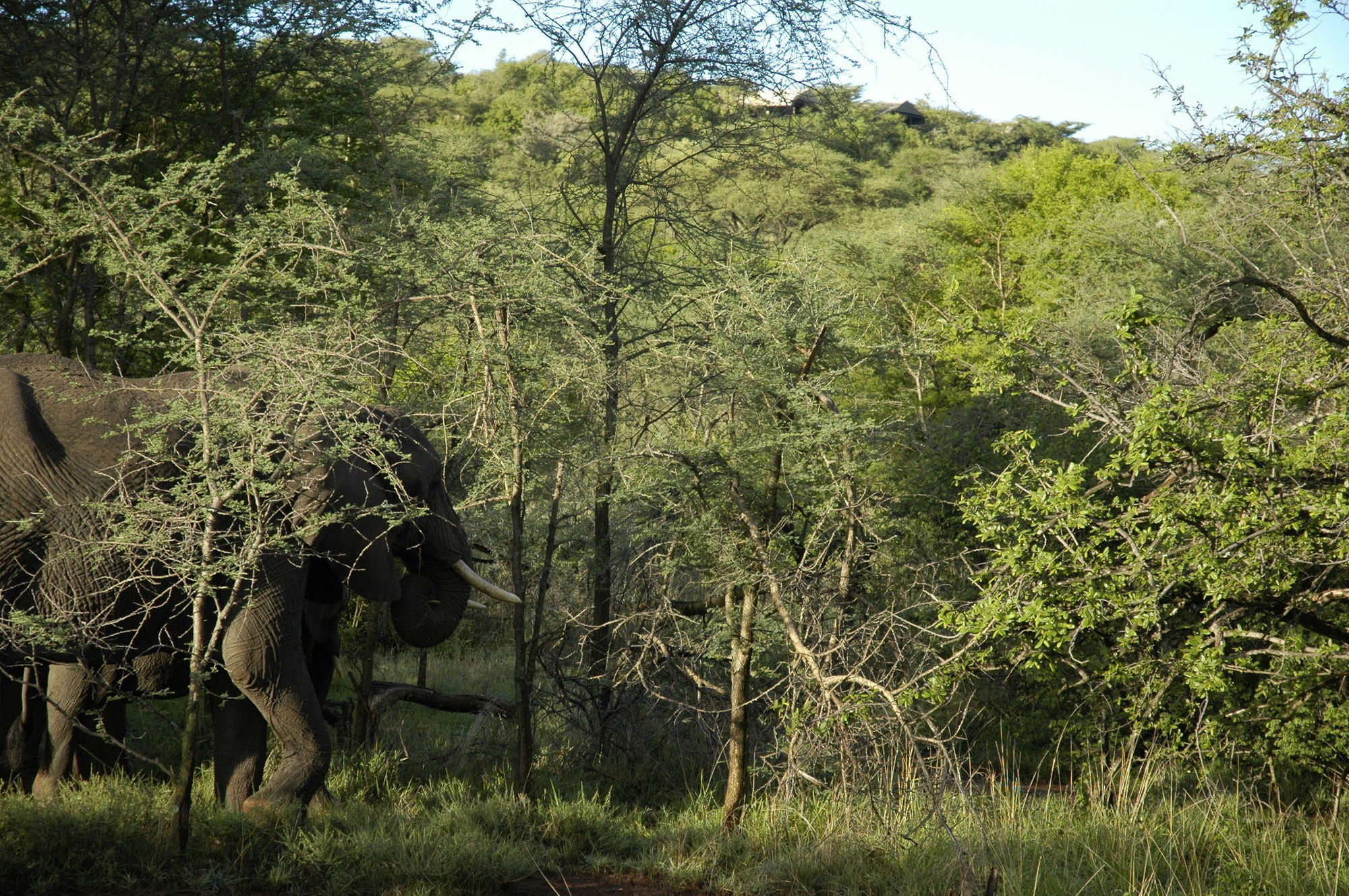 Kirawira Serena Camp Robanda Экстерьер фото